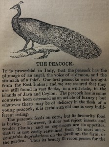 Buffon-1854-peacock