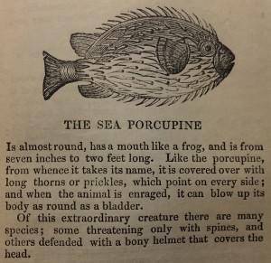 Buffon-1854-sea porcupine