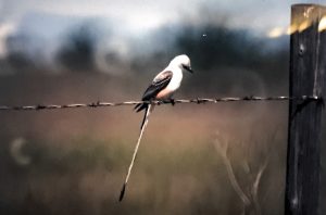 Photo of a grey bird with a peach belly and a very long skinny tail sits perched on barbed wire in a field
